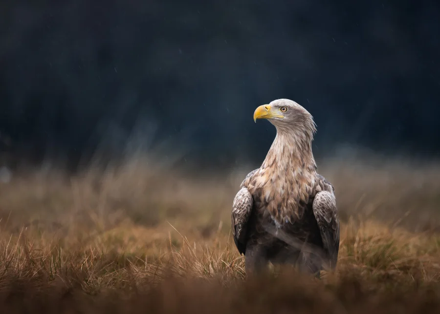 Havørn — fineart naturfoto print