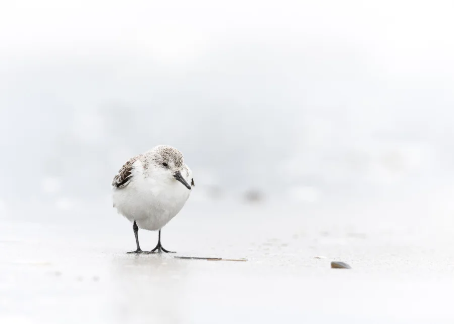 Sandløber — fineart naturfoto print