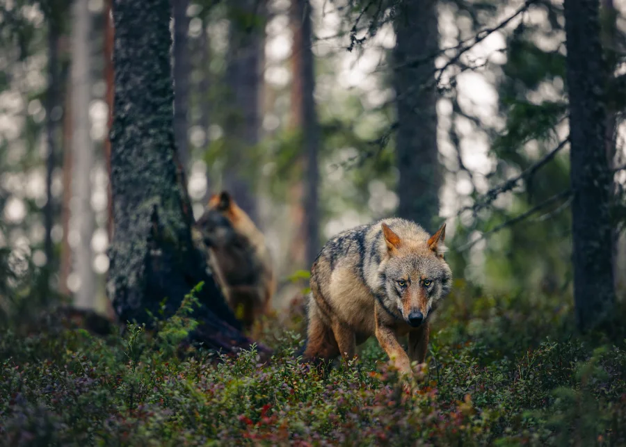 Ulv — fineart naturfoto print