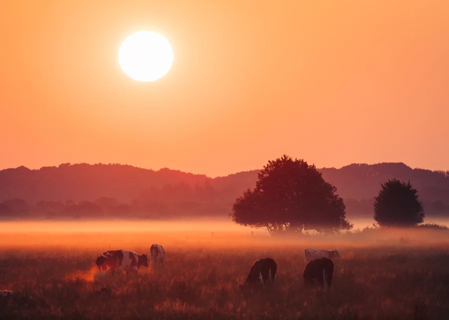 Lille vildmose — fineart naturfoto print
